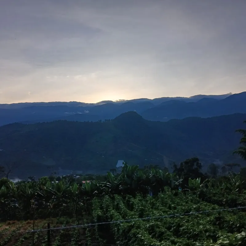 Amanecer sobre la cordillera desde los cafetales de la finca
