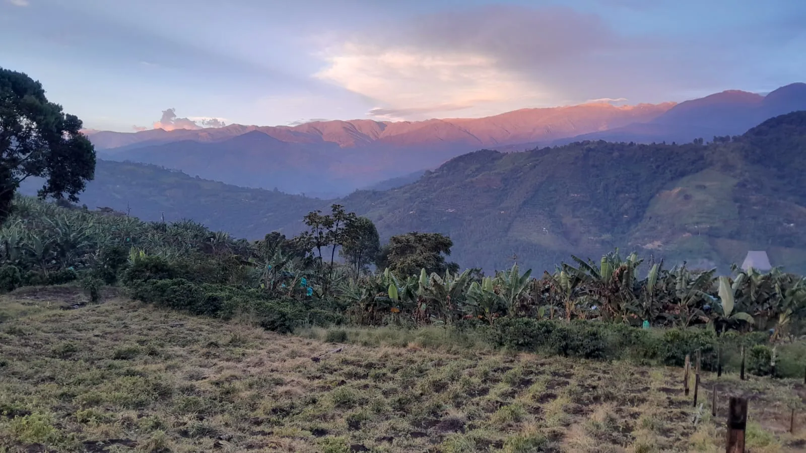 Amanecer sobre las montañas de la finca cafetera Los Arrieros, con cafetales y platanales en primer plano