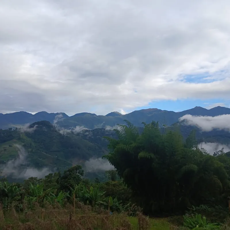 Guadual y montañas nubladas en la finca al amanecer