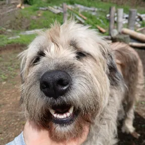 Paqué, el perro de la finca