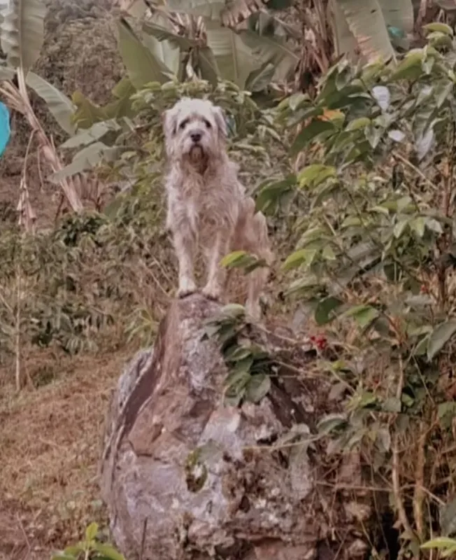 Paqué vigilando entre los cafetales y platanales de la finca