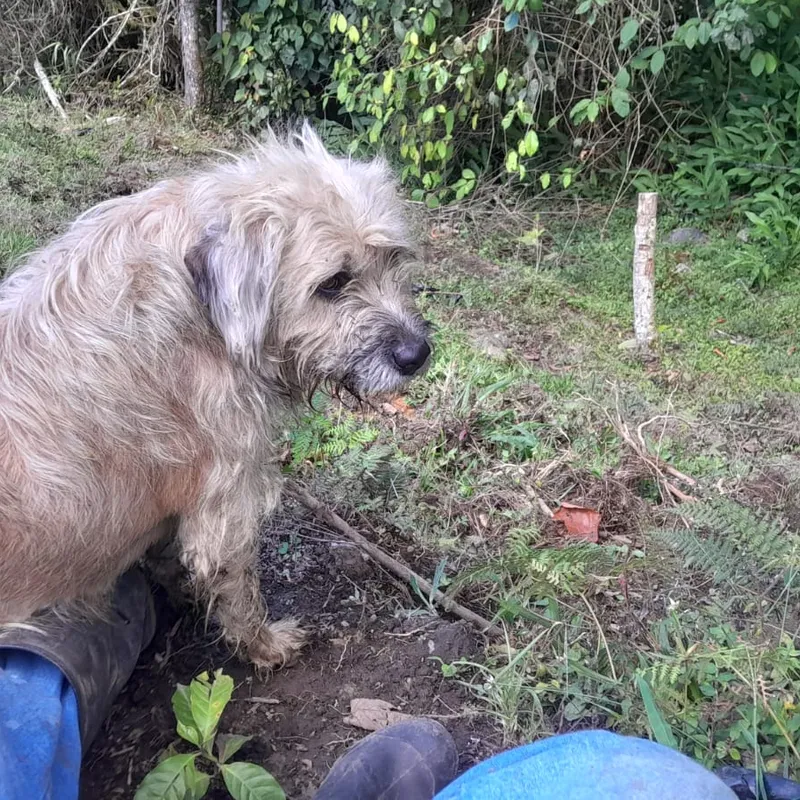 Paqué acompañando la siembra de café en la finca